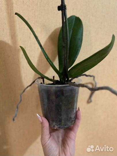 Орхидея Good Times