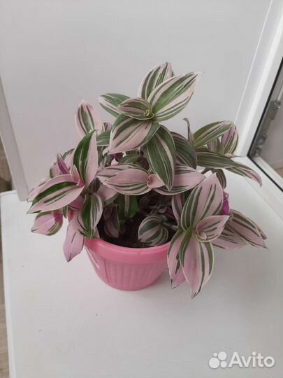 Традесканции сортовые