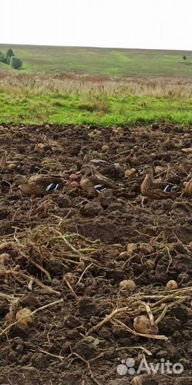 Подсадные дикие утки