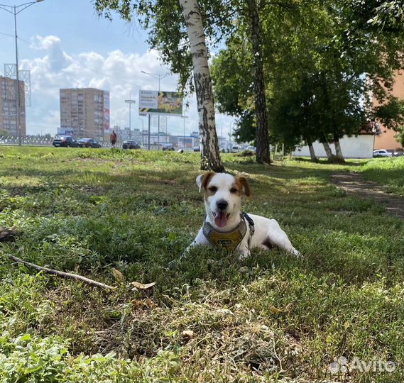 Джек рассел терьер в добрые руки