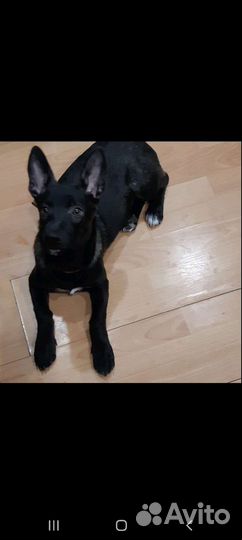 Щенок маленькой породы