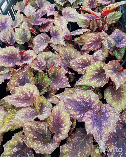 Комнатные растения. Бегония рекс, хойя, толстянки