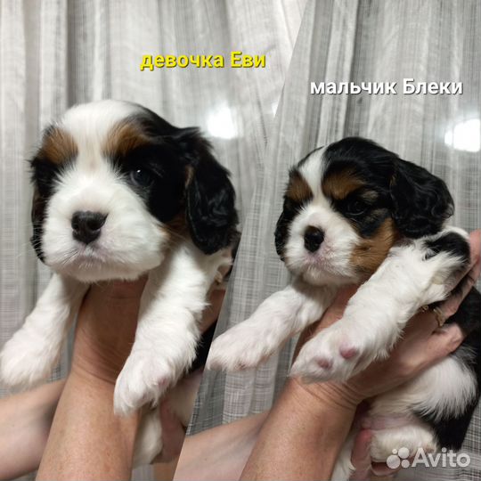 Кавалер кинг чарльз спаниель