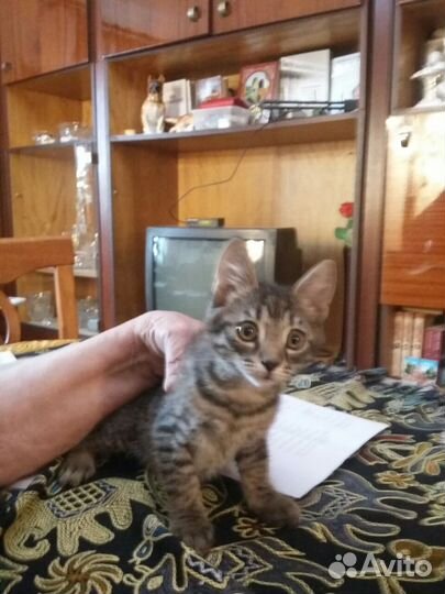 Котятки в добрые руки