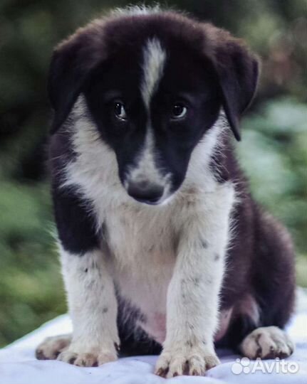 Щенок в дар