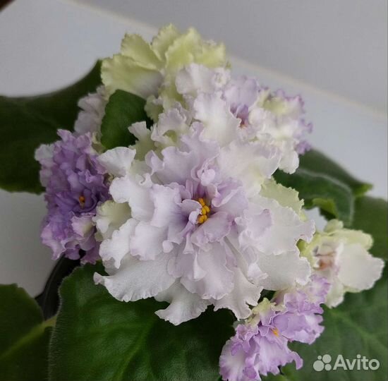 Фиалки детки