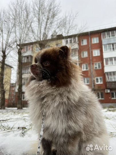 Померанский шпиц