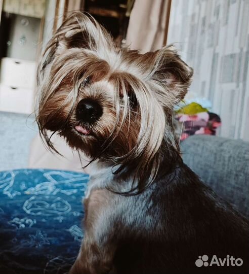 Йоркширский терьер щенки