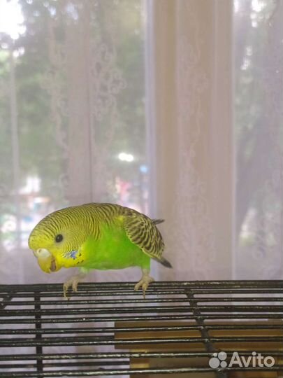 Попугай с клеткой