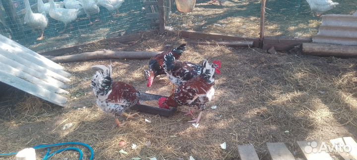 Молодые петухи