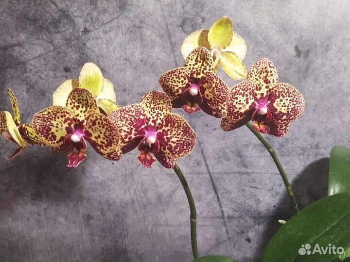 Сортовые орхидеи цветут