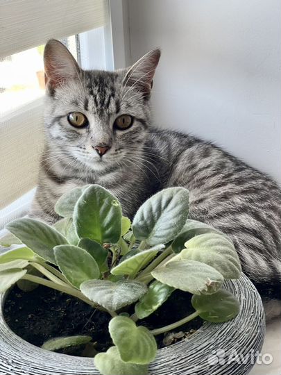 Котенок даром