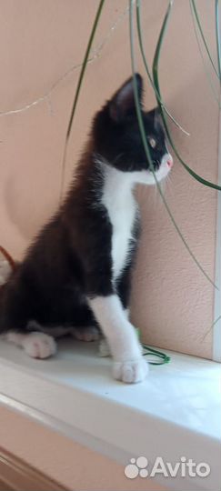 Котята в добрые руки мальчики