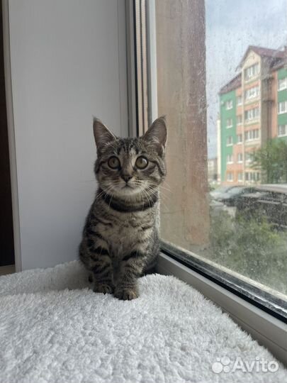 Кошка