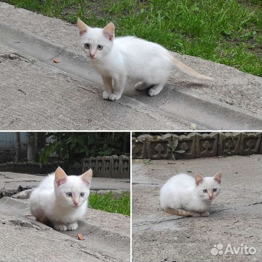 Отдам бесплатно животные