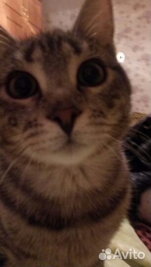 Мура - молодая красотка в добрые руки