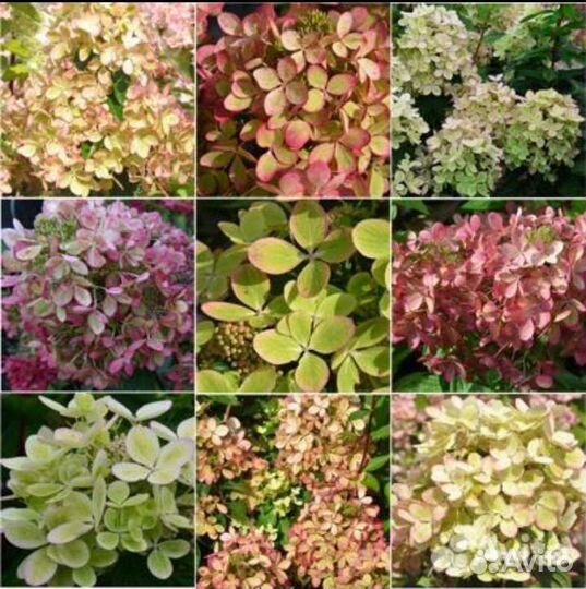 Гортензия Пастельгрин