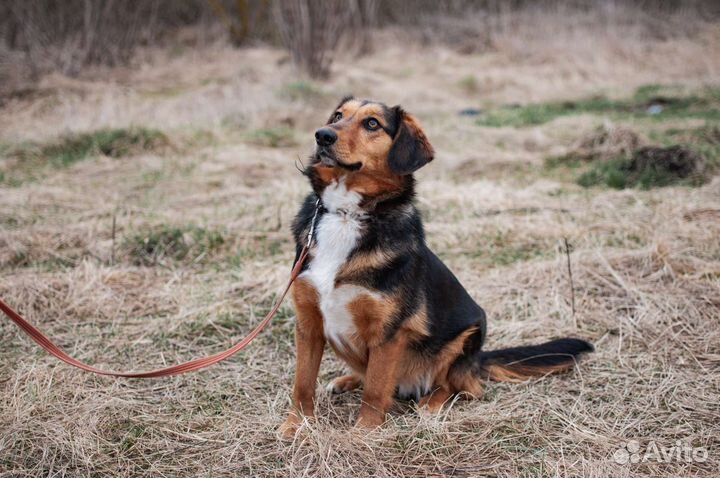 Небольшая собачка в хорошие руки