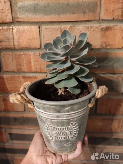 Суккуленты, эхеверия