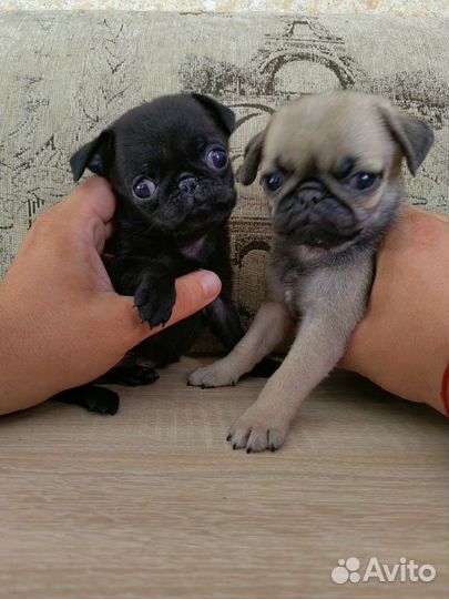 Щенки мопса