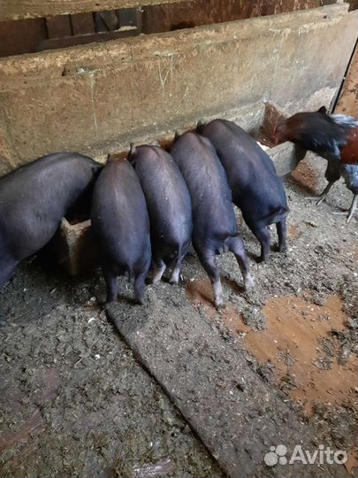Вьетнамские вислобрюхие свиньи