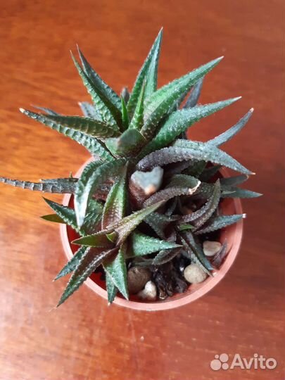 Хавортия компакта