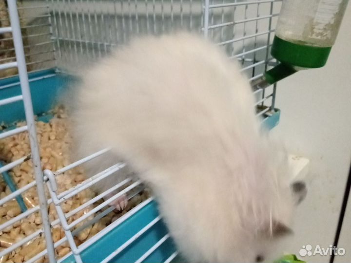 Хомяк с клеткой