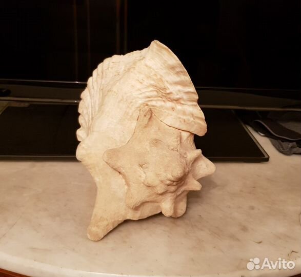 Морская ракушка (Мальдивы)