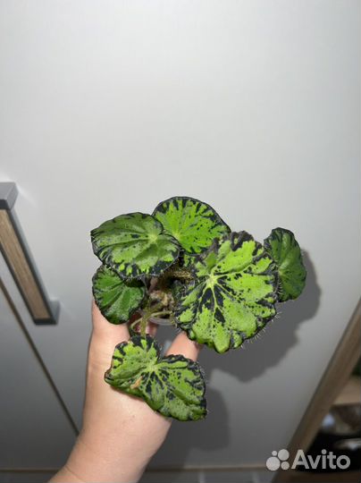 Бегония тигровая