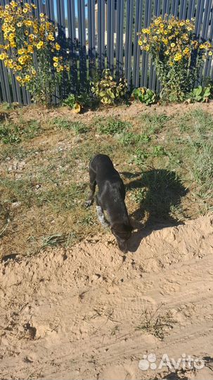 Щенок в добрые руки