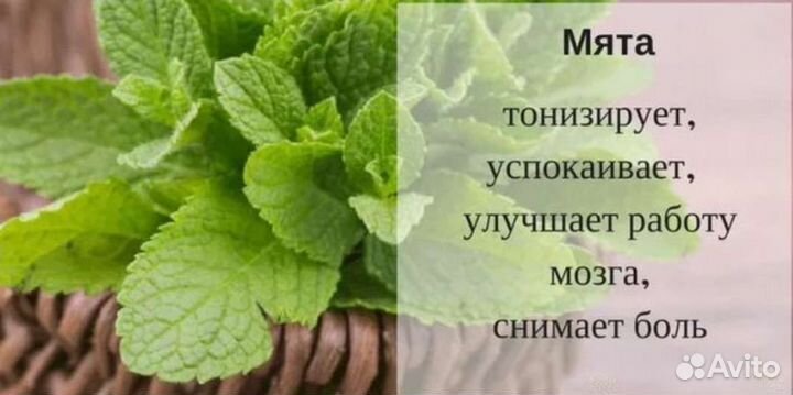 Мята перечная