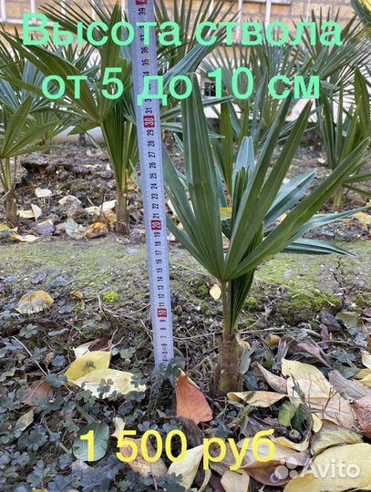 Пальмы, саженцы, семена Трахикарпус Форчуна