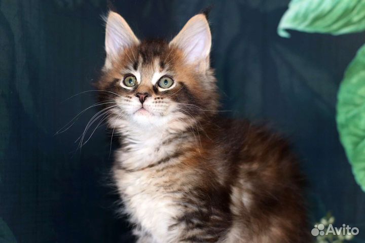 Мейн-кун супер красивый котенок