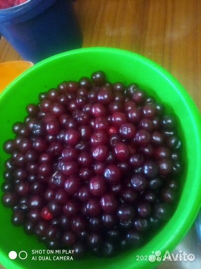 Продам вишню