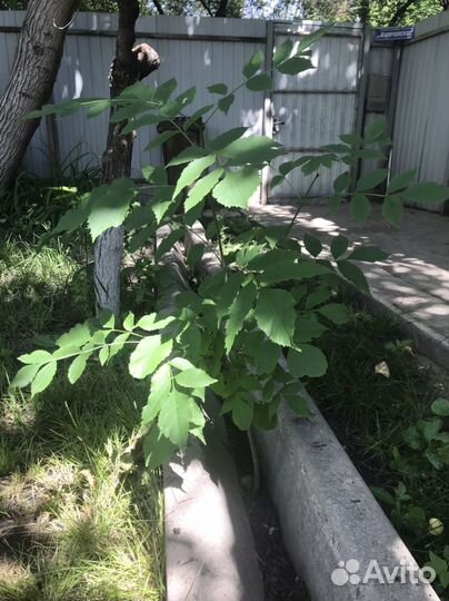 Грецкий орех саженцы