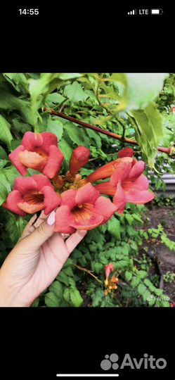 Саженцы кампсиса