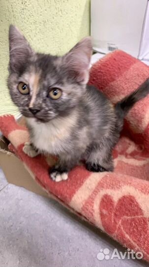 Котенок в добрые руки