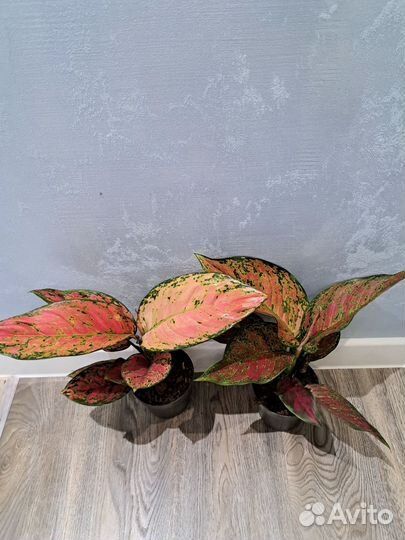 Аглаонема ruby love d12