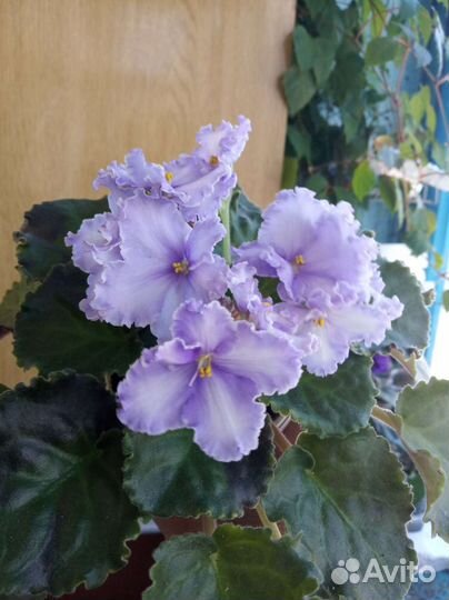 Фиалка стартер