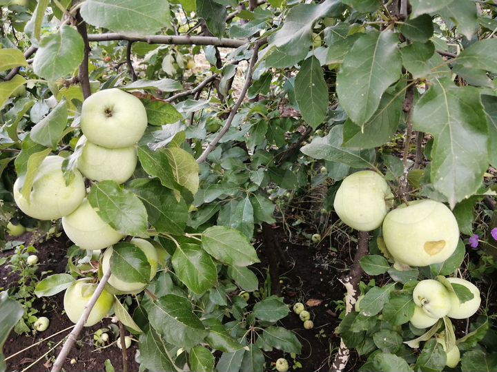 Дом 53 м² на участке 8 сот.