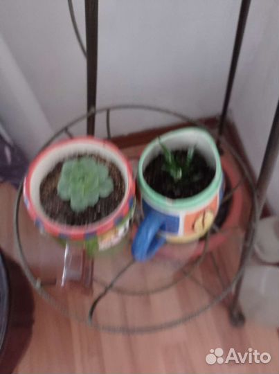 Замиокулькас