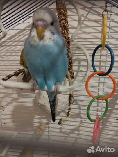 Волнистый попугай самец