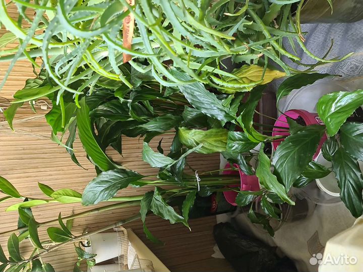 Золотой ус алое каланхое спатифиллум