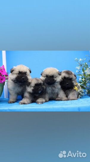 Щенок кеесхонда (вольфшпица)