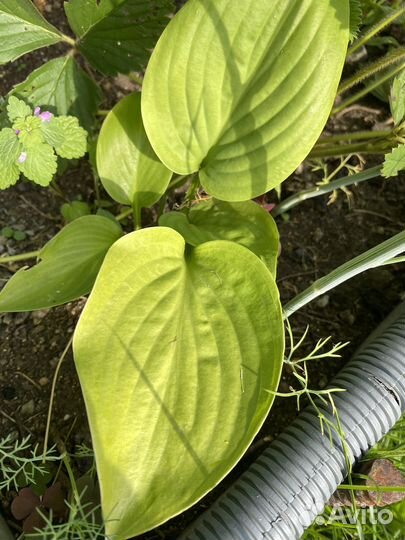 Хоста растение