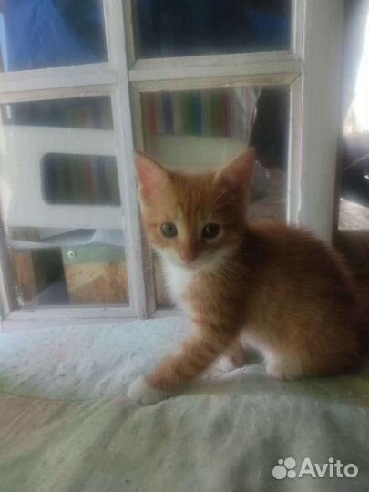 Котята 2 месяца