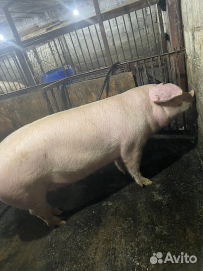 Супоросные свиноматки, см1, дюрок, ландрас