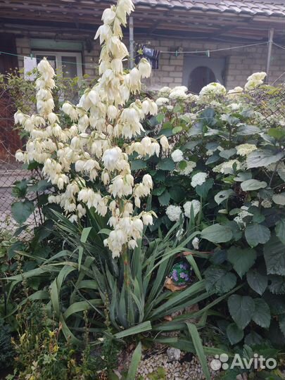 Цветы садовые