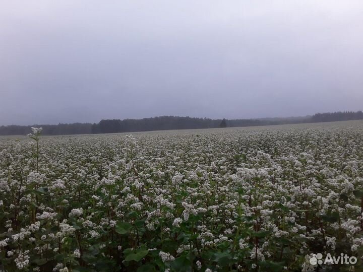 Гречиха Гречка