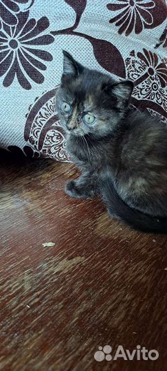 Кошки бесплатно